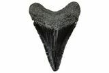 Serrated, Juvenile Megalodon Tooth - South Carolina #302154-1